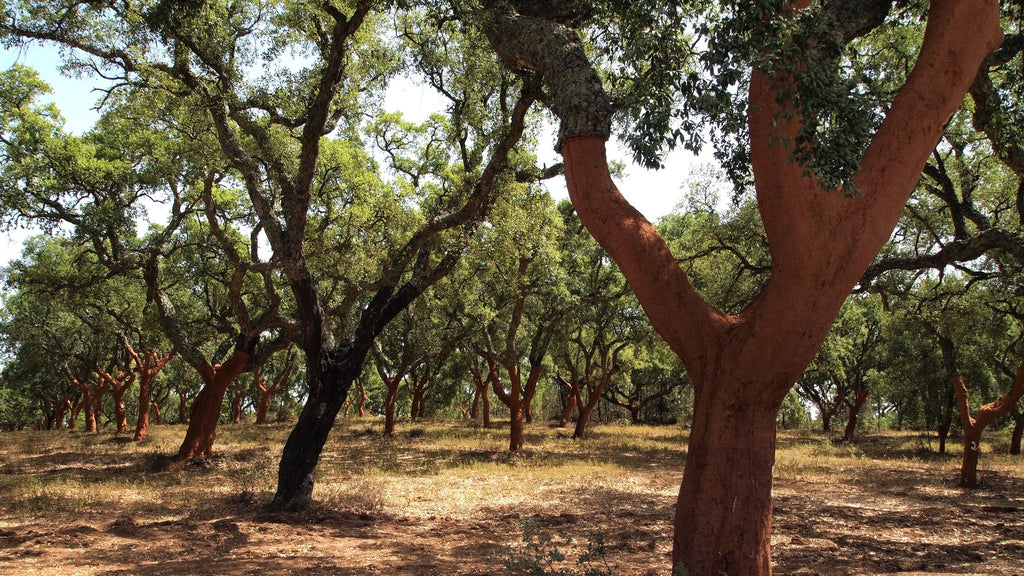 Cork forests provide renewable materials for sustainable products like our flooring. 