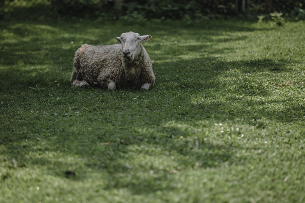 Natural wool is one of the most sustainable materials used in flooring, carpet, and area rugs across Canada.